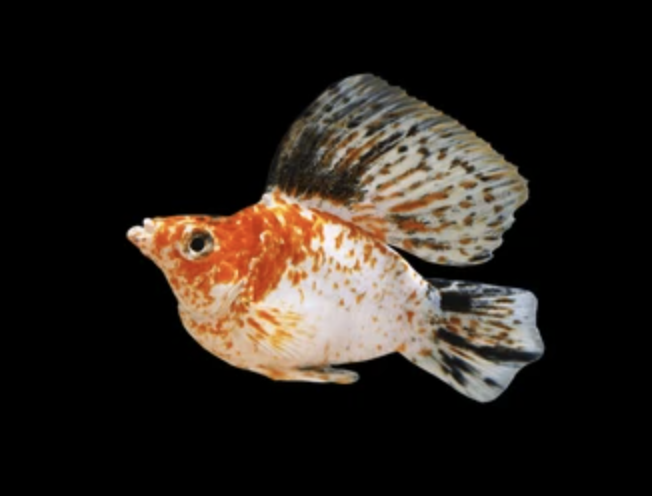 Red Head Balloon Fish 1